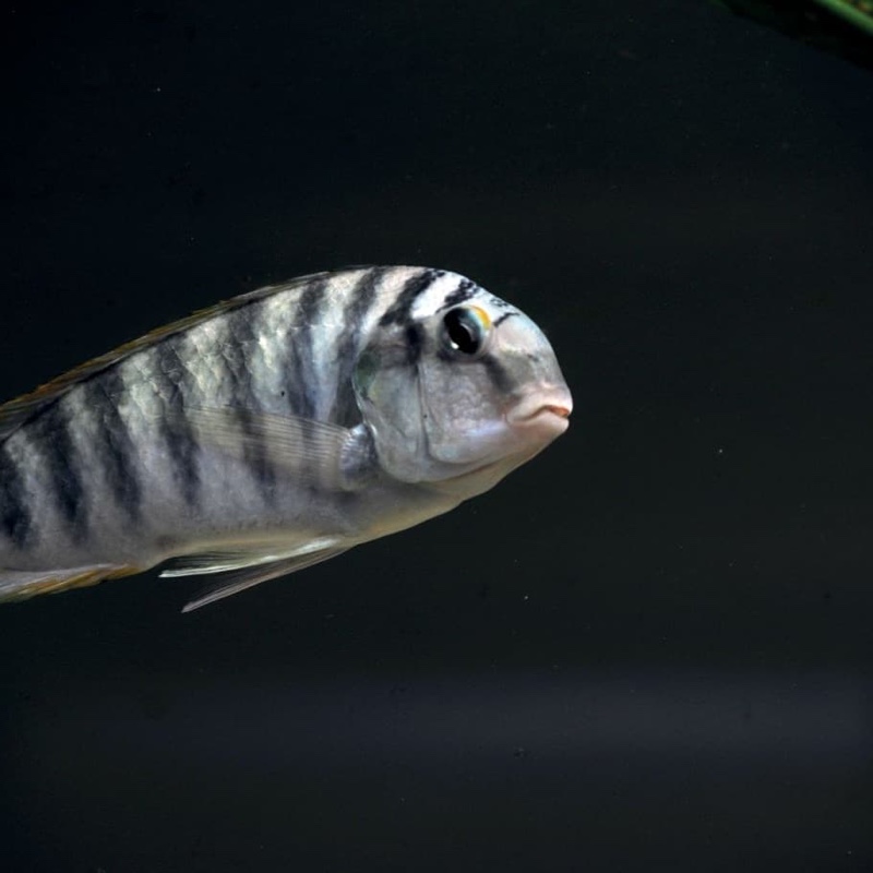 Pseudosimochromis curvifrons 'Mabilibili Bay'